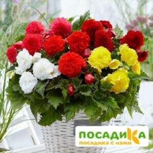 Бегония Фимбриата купить по цене от 235р. в интернет-магазине «Посадика» с доставкой почтой в в Москве и по всей России – [изображение №1].