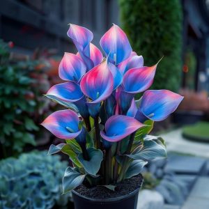 Калла Импрессия купить по цене от 590р. в интернет-магазине «Посадика» с доставкой почтой в в Москве и по всей России – [изображение №1].