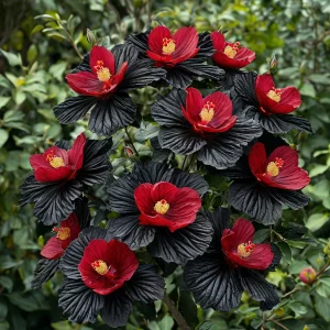 Гибискус Ройял Афеа купить по цене от 460р. в интернет-магазине «Посадика» с доставкой почтой в в Москве и по всей России – [изображение №1].