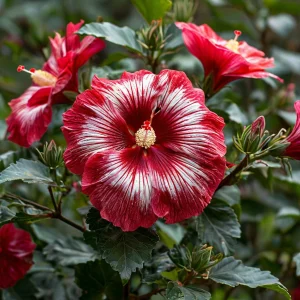 Гибискус Пурпл Мистик купить по цене от 360р. в интернет-магазине «Посадика» с доставкой почтой в в Москве и по всей России – [изображение №1].