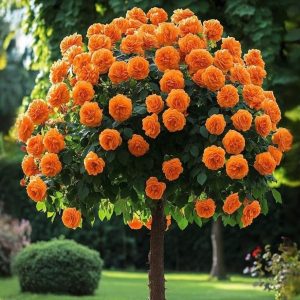 Роза Солнечный Шарм купить по цене от 349р. в интернет-магазине «Посадика» с доставкой почтой в в Москве и по всей России – [изображение №1].