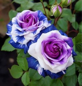 Роза Айвори Каскад купить по цене от 420р. в интернет-магазине «Посадика» с доставкой почтой в в Москве и по всей России – [изображение №1].